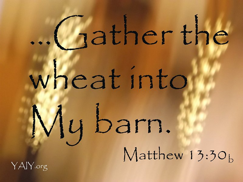 Gather the Wheat