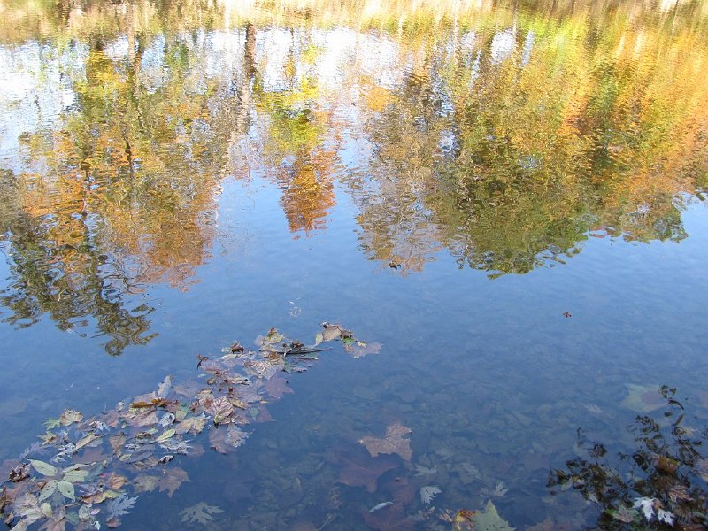 Falling leaves in the river 1067x800
