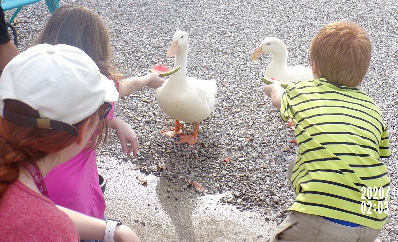 Ducks Offered Watermelon 1600x974
