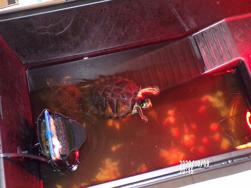 Pet Turtles Warming Up 1600x1200