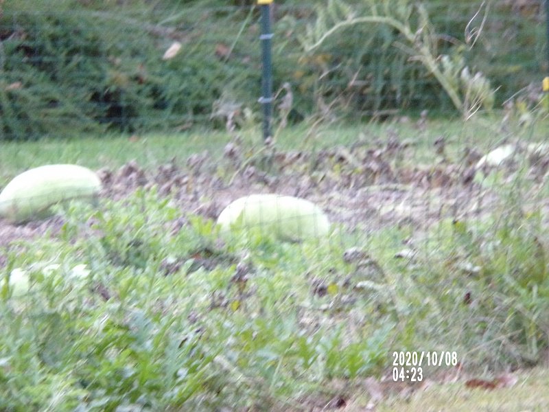 Some Watermelons Still Left 1600x1200