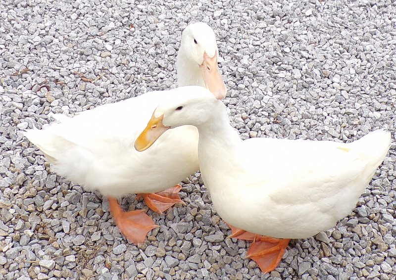 Who let the ducks out 1600x1132